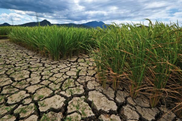 Crop Crisis Zimbabwe