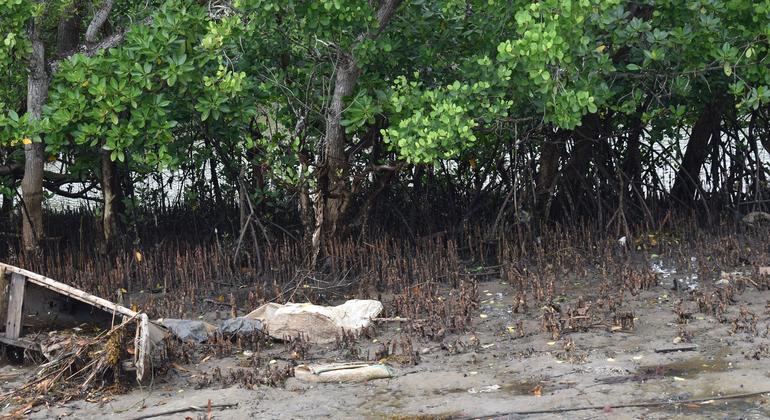 With mangrove conservation, Kenya’s coastal communities plant seeds of sustainable ‘blue growth’